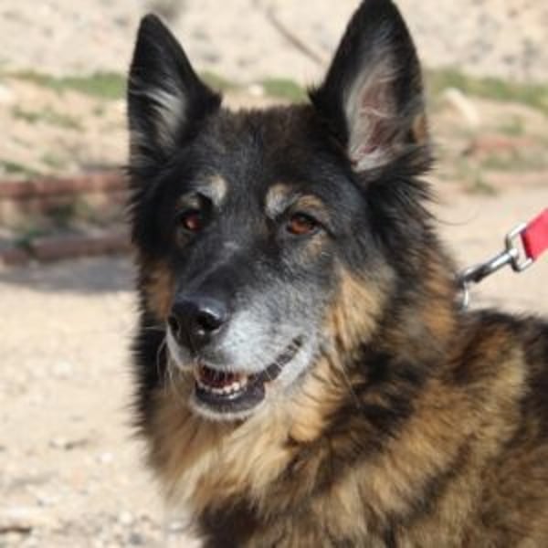 Brigite - Hero Image