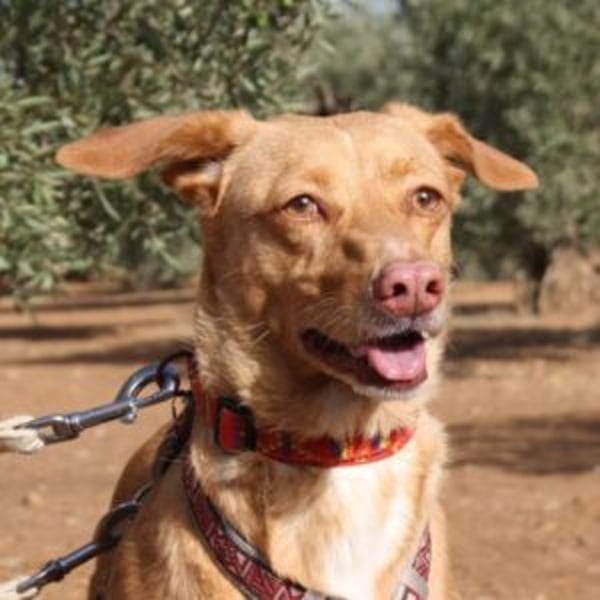 Campeona - Hero Image