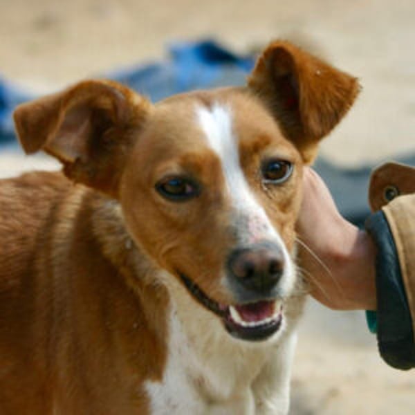 Canela - Hero Image