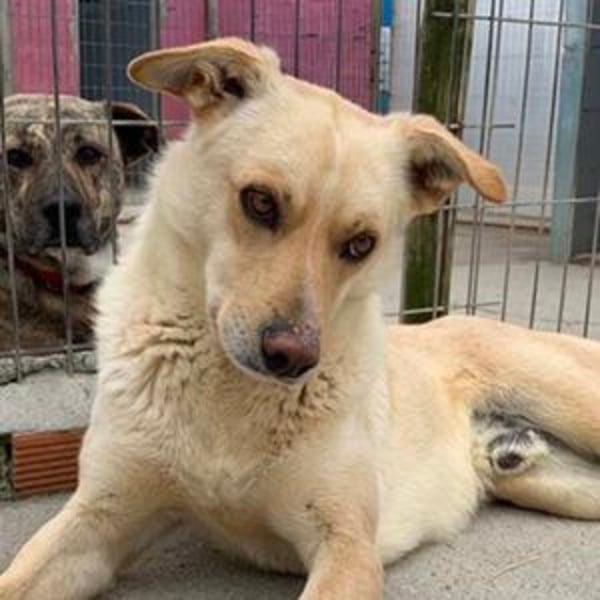 Canela - Hero Image