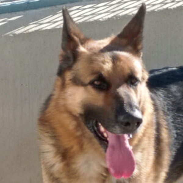 Capitan pol - Hero Image