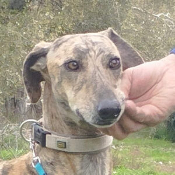 Carioca - Hero Image