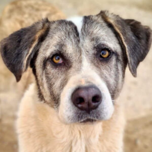 Celeste - Hero Image