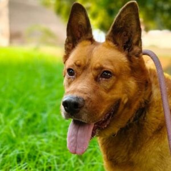 Cheko - Hero Image