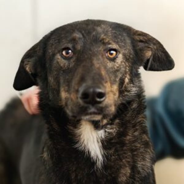 Concorde - Hero Image