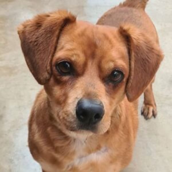 Dino rey - Hero Image