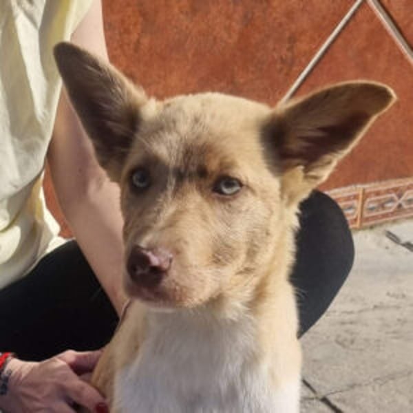 Falabella - Hero Image