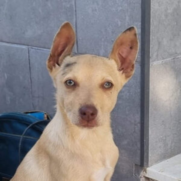 Frisón - Hero Image