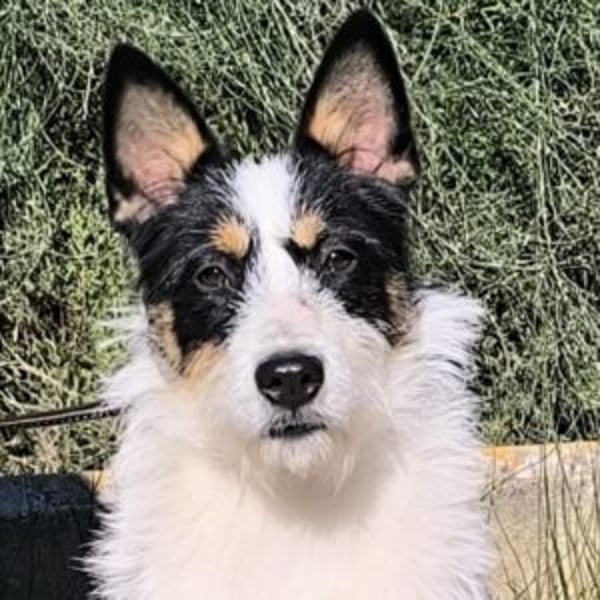 Gastón - Hero Image