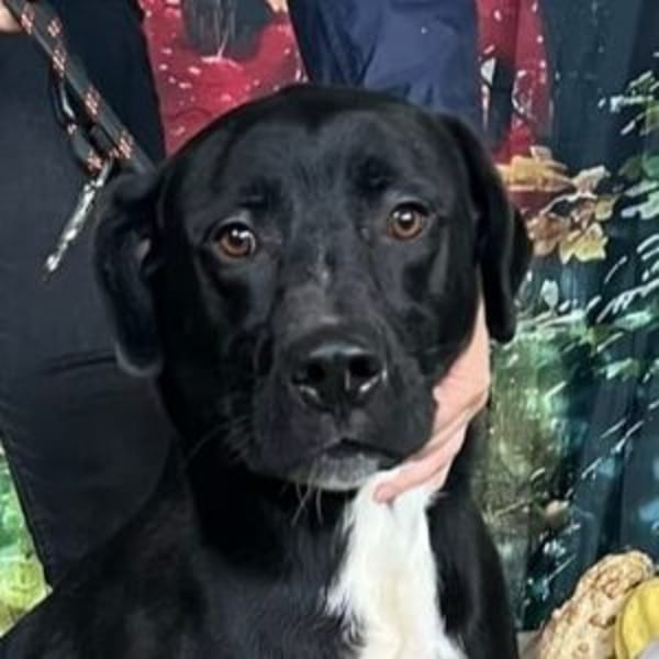 Gonzalo - Hero Image