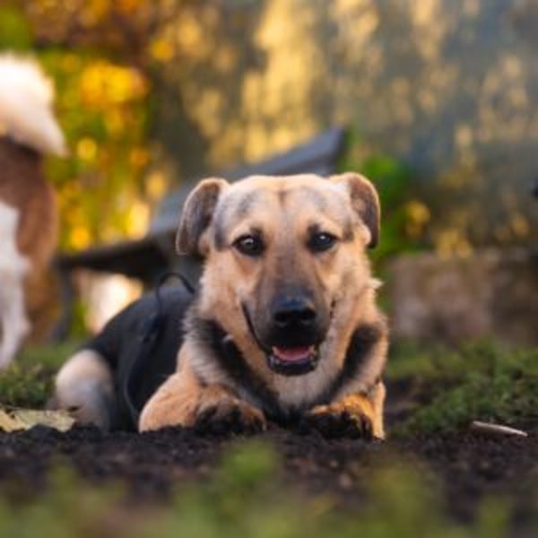 Henrietta - Hero Image