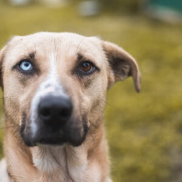 Henrique - Hero Image