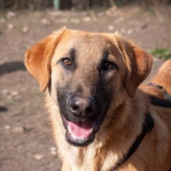 Huckleberry - Hero Image