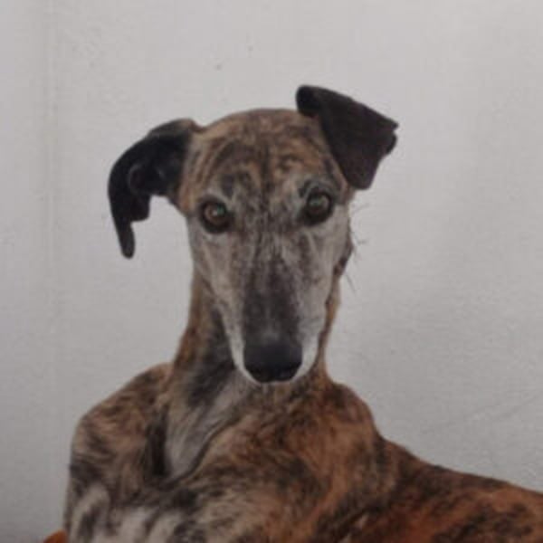 Marléne - Hero Image