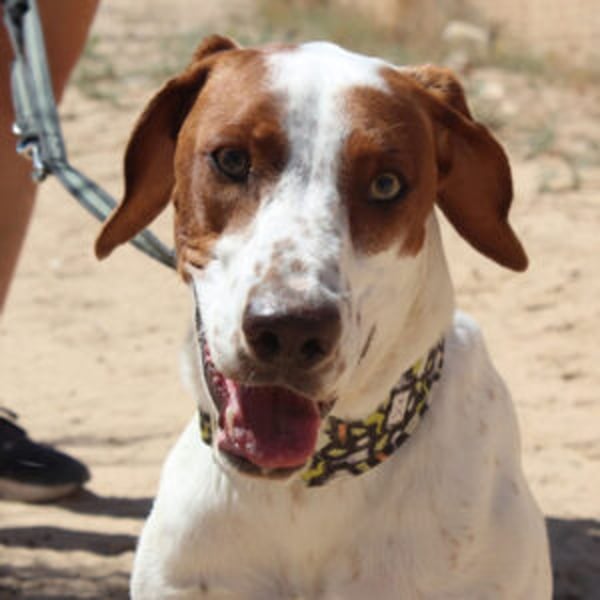 Pancho - Hero Image