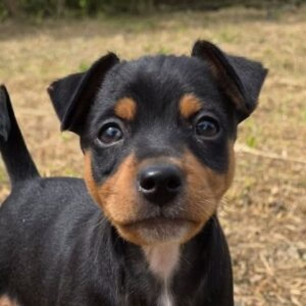 Patroclo - Hero Image