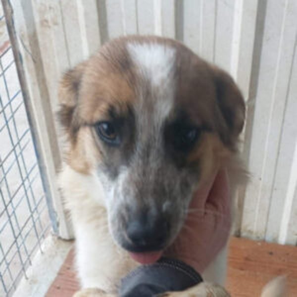 Paulina - Hero Image