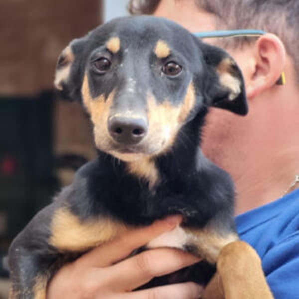 Pepita - Hero Image