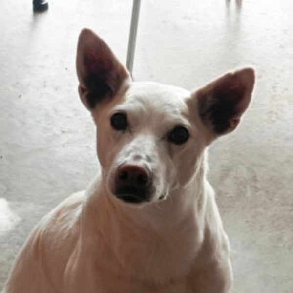 Pistole - Hero Image