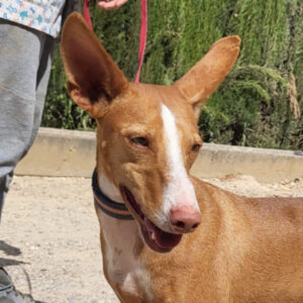 Pongo - Hero Image