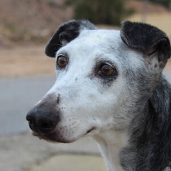 Primera - Hero Image