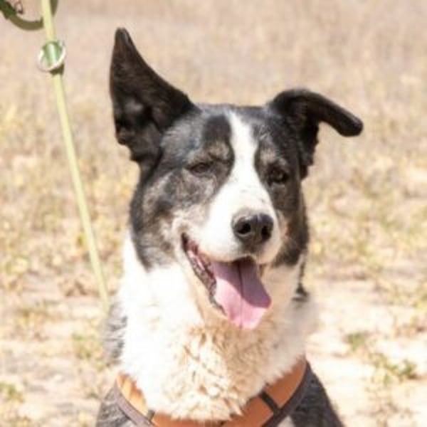 Princesa - Hero Image