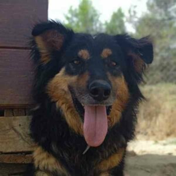 Rigodon - Hero Image