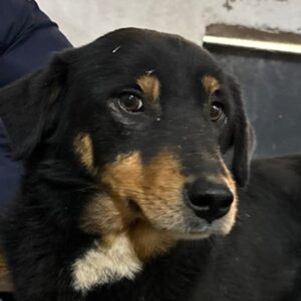 Rocco - Hero Image