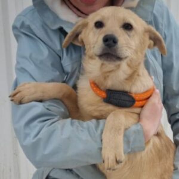 Rosie - Hero Image