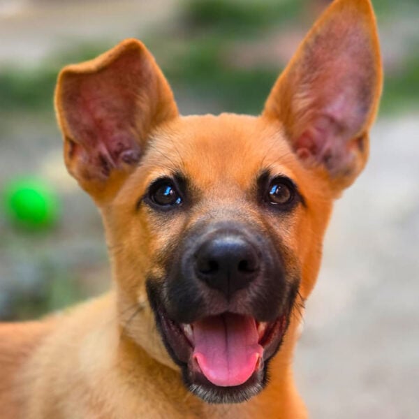 Scooby - Hero Image
