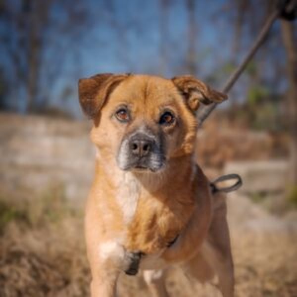 Shamrock - Hero Image