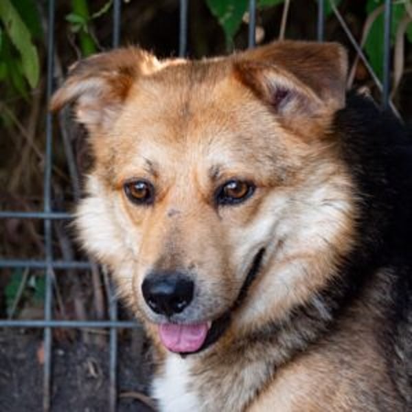 Shankar - Hero Image