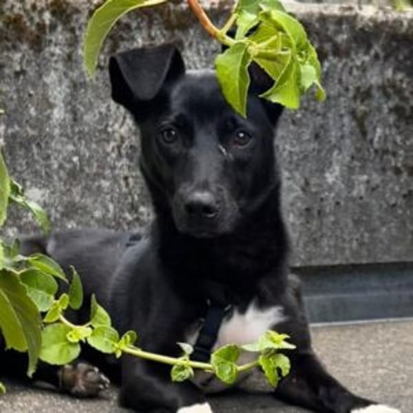 Shannon - Hero Image