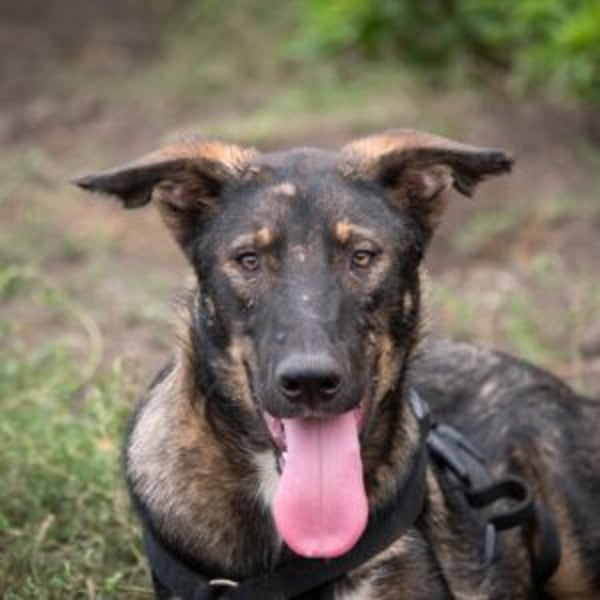 Spitfire - Hero Image