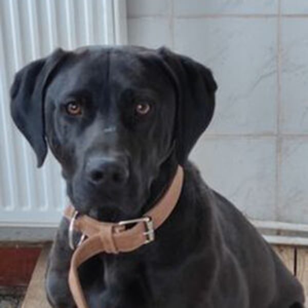 Strolch - Hero Image