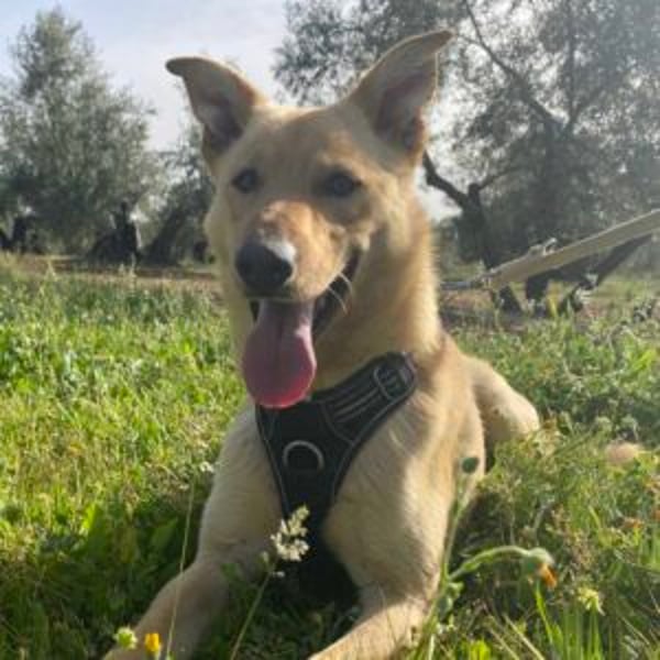 Tino - Hero Image