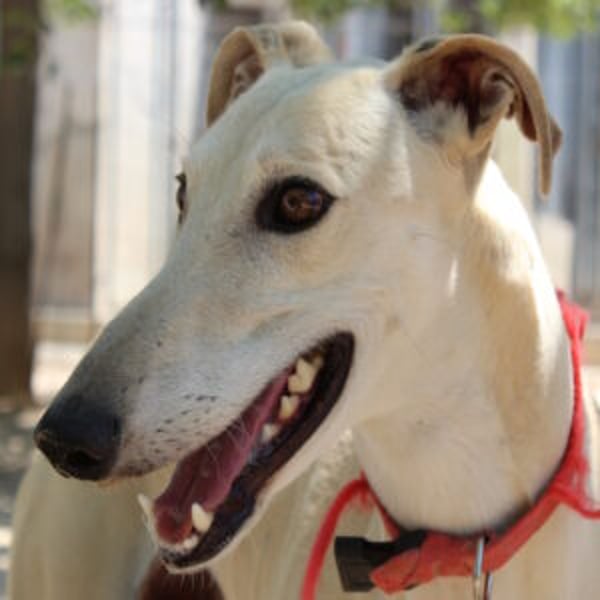 Tirillo - Hero Image