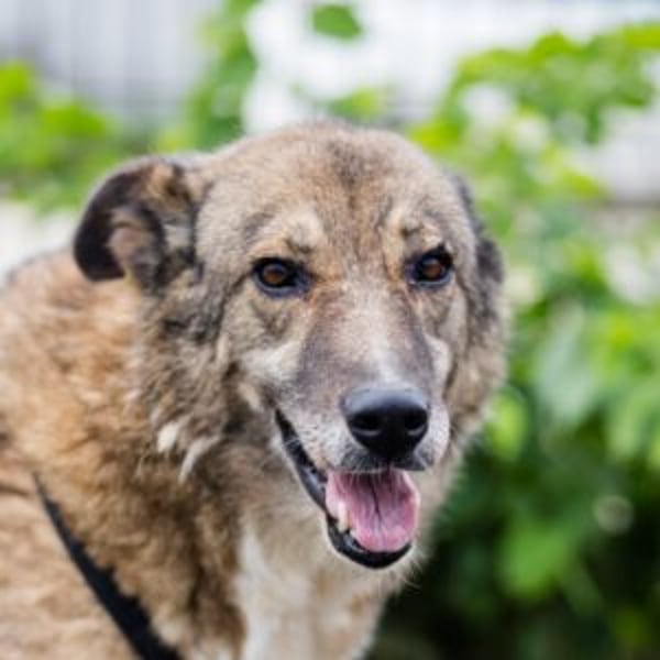 Titania - Hero Image