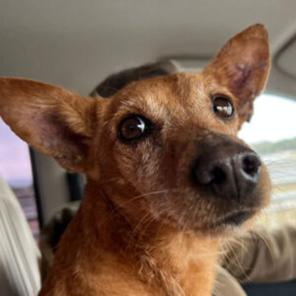 Viktoria - Hero Image