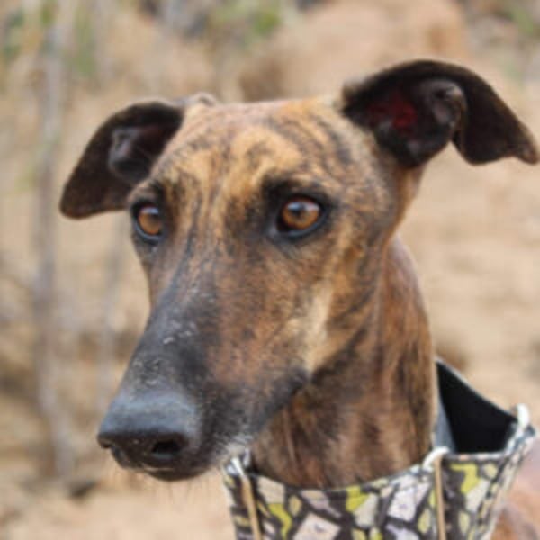 Violeta - Hero Image