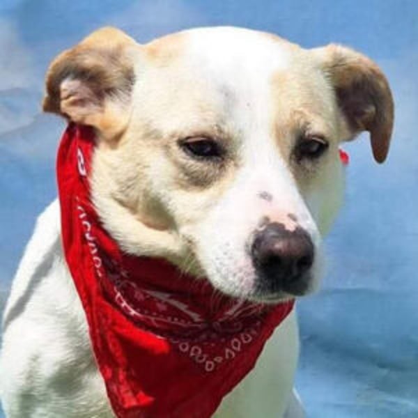 Violetta - Hero Image