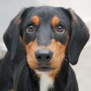 Anka