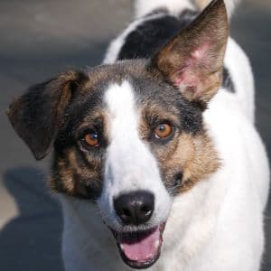 Kiko