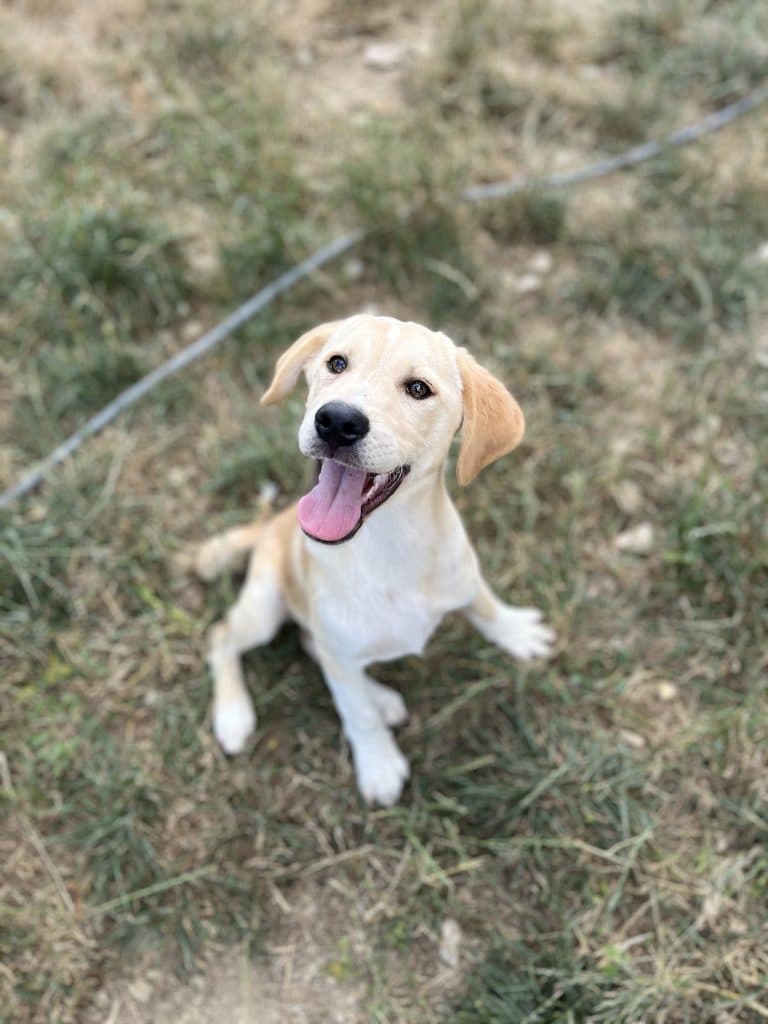 Belle