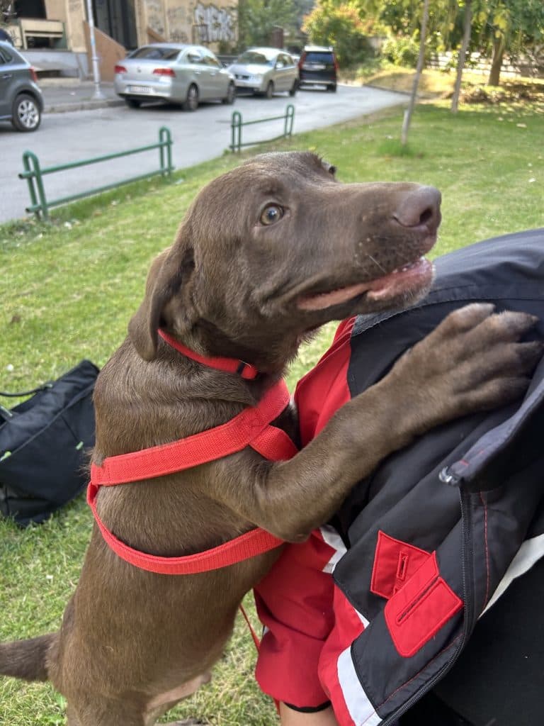 Bruno Junior