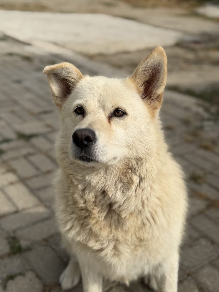 Ellie