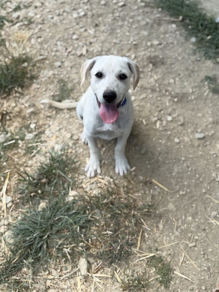 Leo