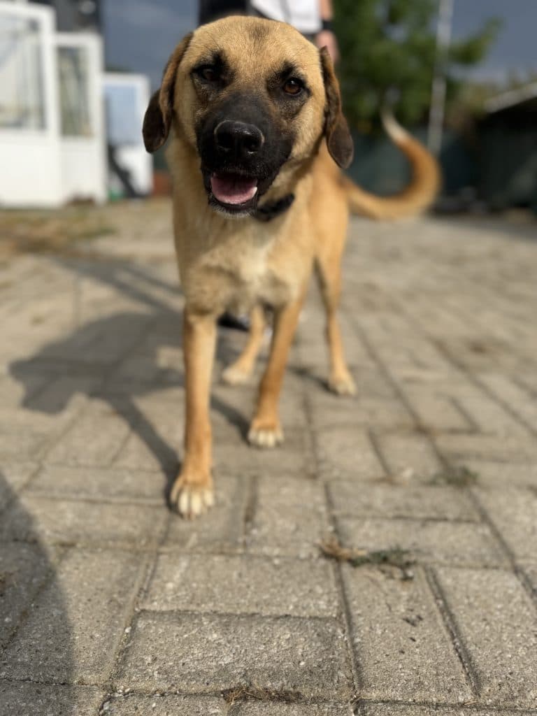 Rudi