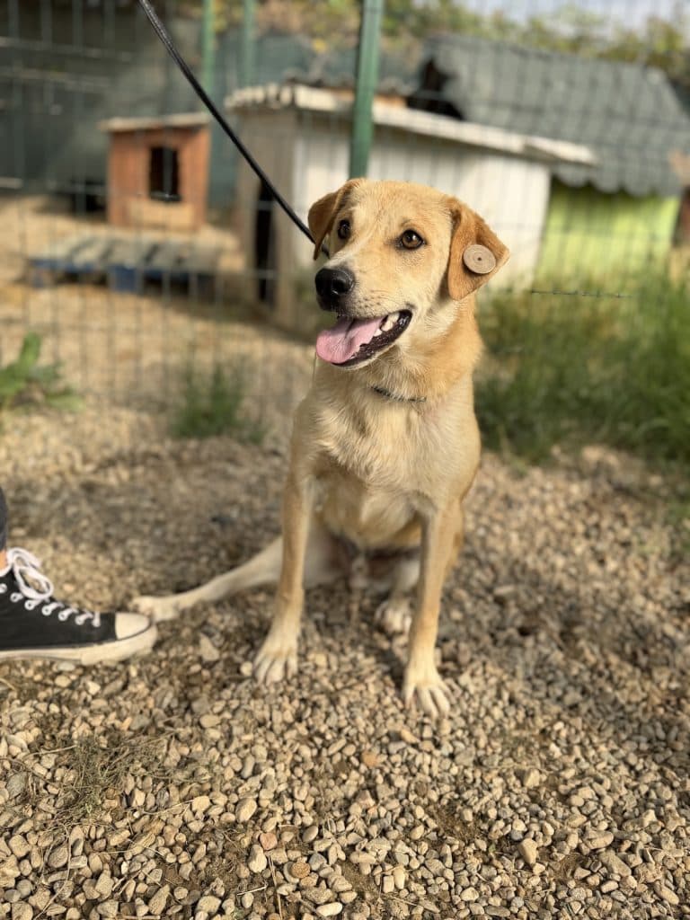 Toki