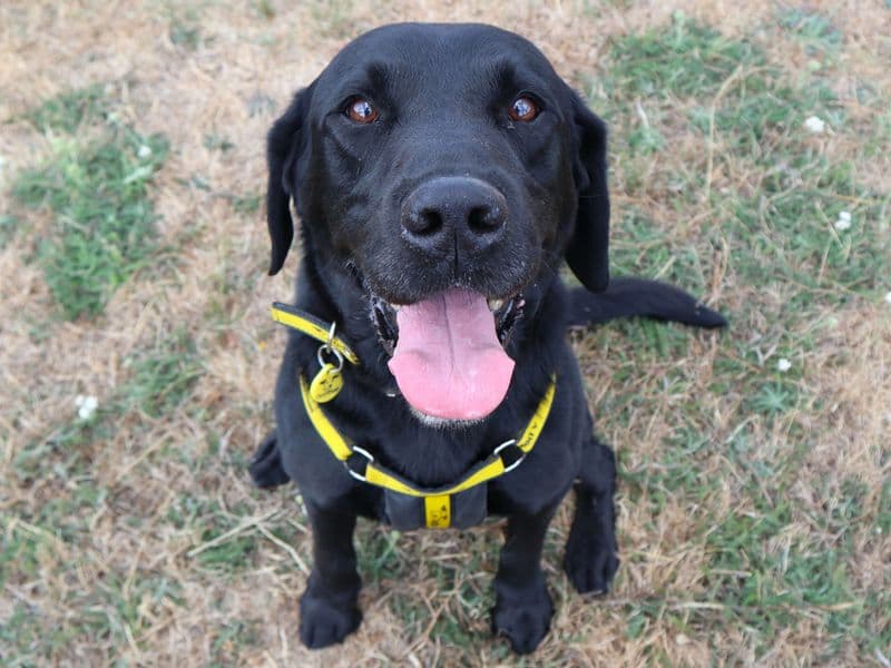 Alfie - Labrador Retriever available for adoption